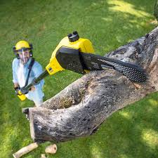 Best Hazardous Tree Removal  in Diamond Bar, CA