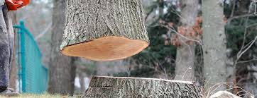  Diamond Bar, CA Tree Care Pros