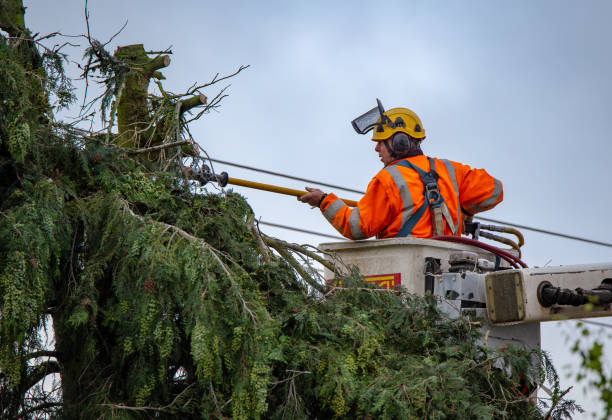 Best Hedge Trimming  in Diamond Bar, CA