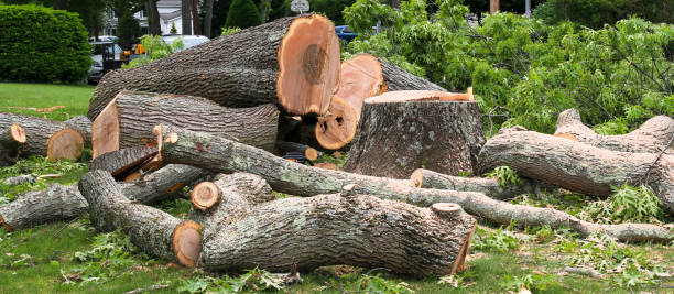 Best Tree Risk Assessment  in Diamond Bar, CA