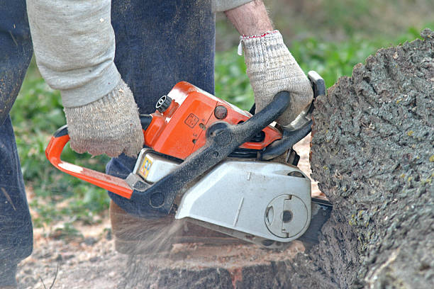 Lawn Pest Prevention in Diamond Bar, CA