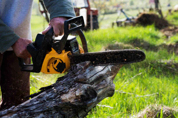 Leaf Removal in Diamond Bar, CA