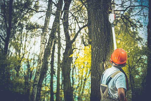 How Our Tree Care Process Works  in  Diamond Bar, CA