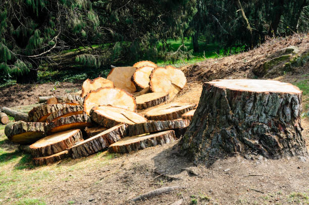 Best Tree Health Inspection  in Diamond Bar, CA